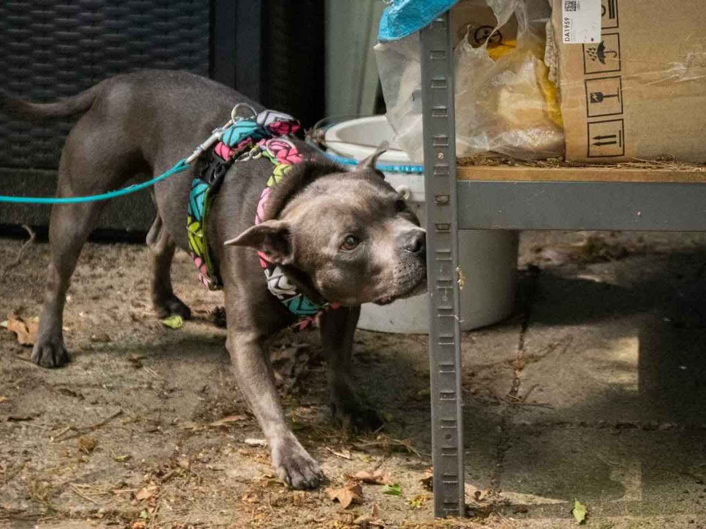 Zdjęcie z zajęć nosework
