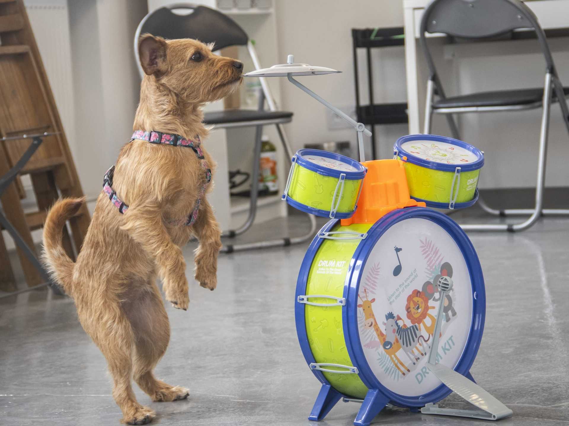 Zdjęcie z zajęć nosework